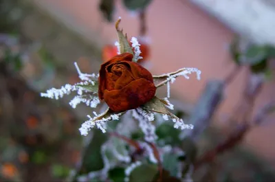 Как правильно укрыть розы на зиму – лучшие варианты зимнего укрытия | В  цветнике (Огород.ru)