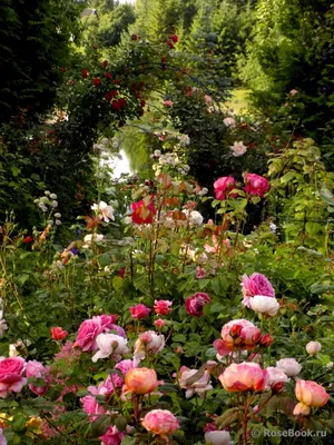 Розы в ландшафтном дизайне: 97 фото в саду | ivd.ru