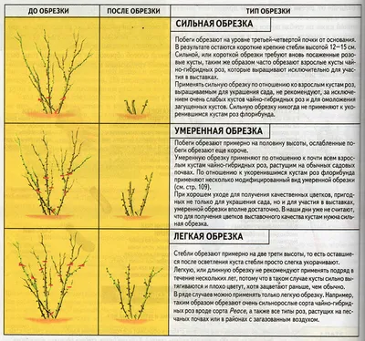 Обрезка роз на зиму: как и когда обрезать? Подробная инструкция и важные  правила | Хозяйке на заметку | Дзен