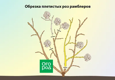 Обрезка роз осенью после цветения – полезные советы и подробная инструкция  для начинающих | В цветнике (Огород.ru)