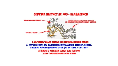 Как правильно обрезать весной плетистые розы? | СУПЕР - ОТПУСК на ДАЧЕ |  Дзен