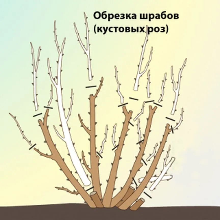 Как обрезать розы шраб