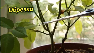 Китайская роза – обрезка и формирования кроны. Правила обрезки Гибискуса. -  YouTube