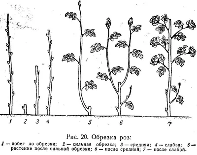 Обрезка розы весной для начинающих, в картинках пошагово