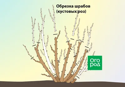 Обрезка роз осенью после цветения – полезные советы и подробная инструкция  для начинающих | В цветнике (Огород.ru)