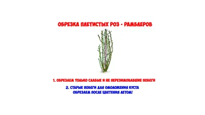 Как правильно обрезать весной плетистые розы? | СУПЕР - ОТПУСК на ДАЧЕ |  Дзен