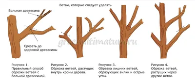 Болезни роз и способы лечения - описание и фото