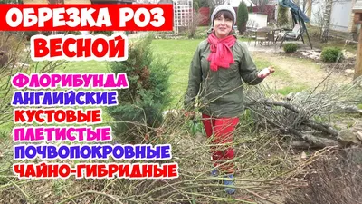 Обрезка комнатной розы и размножение розы черенками. Цветоводство с Оксаной  Валерьевной. - YouTube