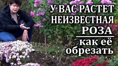 Обрезка роз ВЕСНОЙ. Весенняя обрезка всех видов роз в одном видео! + Схемы  обрезки! - YouTube