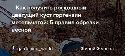 Обрезка яблони пошагово: как правильно обрезать, схемы для начинающих и  уход после