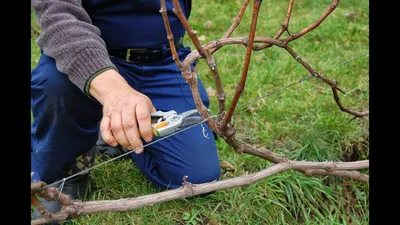 Обрезка винограда весной: правила для начинающих