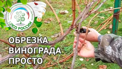 Как правильно обрезать виноград: инструкция для начинающих | ivd.ru