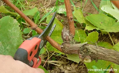 Обрезка винограда весной инструкция для начинающих садоводов в картинках
