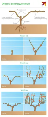 Обрезка винограда осенью для начинающих: как и когда правильно делать в  пошаговых картинках | Виноград, Уход за садом, Посадка сада