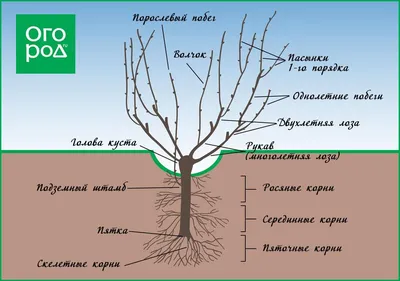 Обрезка винограда схема | Виноград, Сад, Огород