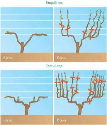 Обрезка винограда осенью