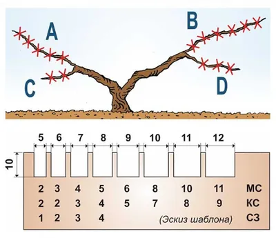 Обрезка и формирование сортов винограда. Инструкция для начинающих в  картинках