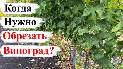 Когда НУЖНО ОБРЕЗАТЬ Виноград? | Виноград VM | Дзен