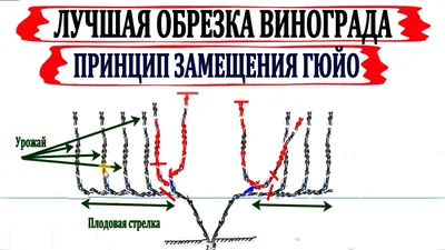 Обрезка винограда весной инструкция для начинающих садоводов в картинках