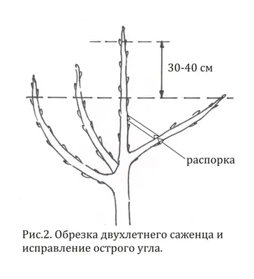 Обрезка винограда пошагово для начинающих: как правильно обрезать и уход