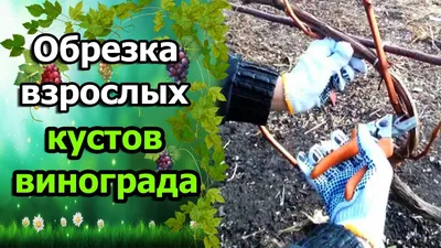 Всё про виноград