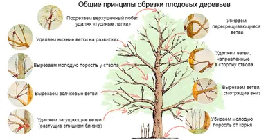 🍇Обрезка взрослого куста винограда. Обрезаем виноград осенью. Обрезка  винограда для новичков. - YouTube