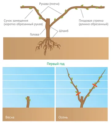 Обрезка винограда весной инструкция для начинающих садоводов в картинках