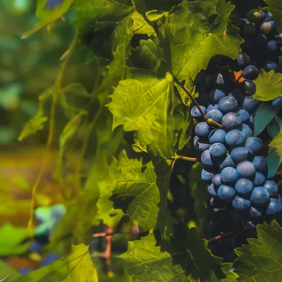 Как правильно обрезать виноград осенью. Инструкция для новичков