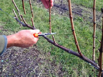Обрезка винограда весной: пошаговое описание, видео, схема
