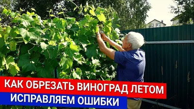 Блог про виноград Киушкина Николая: Укрытие винограда на зиму показанное в  картинках