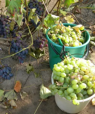 Обрезка винограда осенью для начинающих в картинках пошагово: фото, видео,  советы