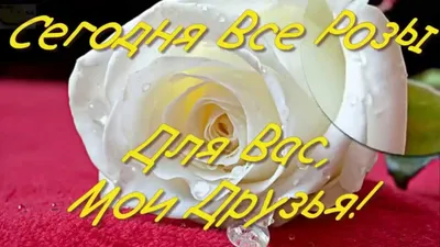 Розы! Моим Друзьям! Самые красивые Цветы! Roses! My Friends!  VsemVseOboVsem. - YouTube