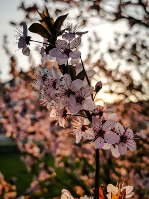 весна весенние фото красивые картинки обои на телефон | Природа, Фотография  природы, Цветы