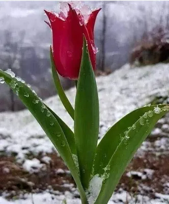 Очень красивые тюльпаны картинки фото