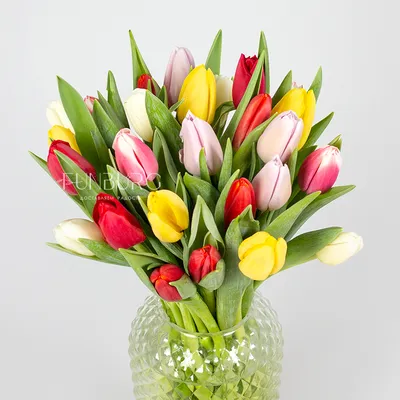 Самые красивые тюльпаны в мире: сорта и много ФОТО | Тюльпаны, Комнатные  цветы, Цветы