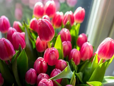 Приобрести букет из 101 розового тюльпана с доставкой, заказать голландский  тюльпан в Днепре от флористический студии Royal-Flowers