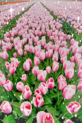 Цветы Очень красивые тюльпаны: 170 000 сум - Подарки Ташкент на Olx