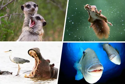 самые смешные фото животных, слайд шоу животные. - YouTube