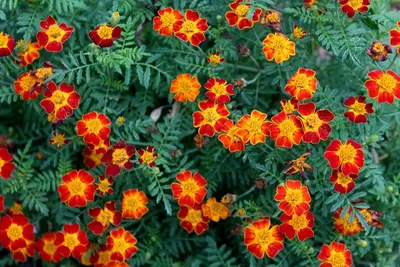 Неприхотливые цветы для дачи: 24 лучших растения для сада | ivd.ru