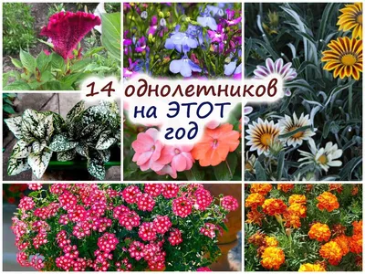 15 многолетников, которые цветут все лето | В цветнике (Огород.ru)