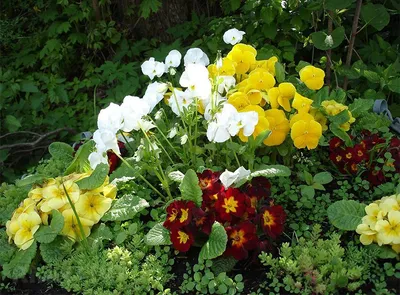 Бегония клубневая Шансон Ярко-красная F1 6 шт, семена однолетних цветов для  сада дачи и дома, однолетние цветы для балкона | AliExpress