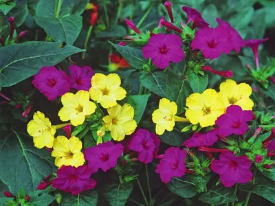 Красивые однолетники для дачи: популярные сорта цветов | Школа садовода |  Дзен