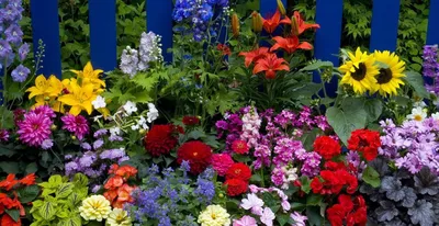 Какие цветы посадить на даче: ТОП-5 многолетних и однолетних цветов |  Однолетние цветы, Цветы, Сад в контейнерах