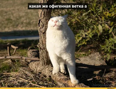 Винегрет\" № 7. Интересные,смешные и прикольные фото! Смотрите! Улыбайтесь!  Комментируйте! | ОБО ВСЕМ ПОНЕМНОГУ | Дзен