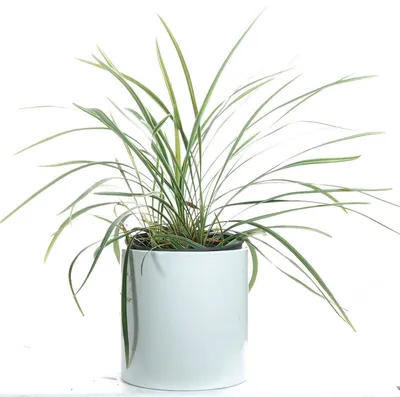 Изображение Офиопогона – растение, которое сделает ваш дом уютным и прекрасным