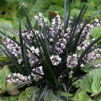 Фото Офиопогона – растение, которое принесет вам много радости и красоты