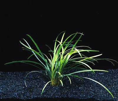 Офиопогон на фото – растение, которое сделает ваш дом прекрасным и здоровым