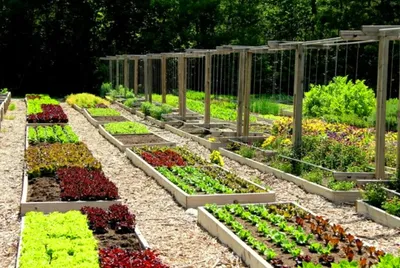 Как самому создать дизайнерский огород: простые советы | Школа садовода |  Дзен