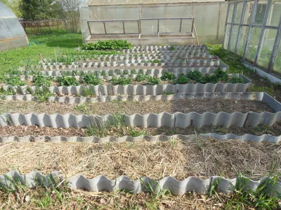 Изображение огородных грядок, на которых выращиваются редкие растения