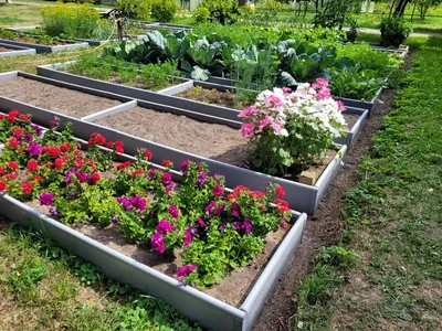 Фото огородных грядок с растениями, которые используются в медицине